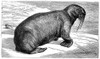 Walrus. /N(Odobenus Rosmarus). Line Engraving, English, Late 19Th Century. Poster Print by Granger Collection - Item # VARGRC0034682