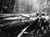 Washington: Lumbering, C1899. /Nlumberjacks Cutting Shingle Bolts In The Cascade Mountains, Near Seattle, Washington. Photograph, C1899. Poster Print by Granger Collection - Item # VARGRC0118588