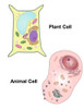 Plant Cell and Animal Cell Poster Print by Spencer Sutton/Science Source