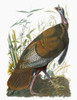 Audubon: Turkey. /Ngreat American Cock, Or Wild Turkey (Meleagris Gallopavo), From John James Audubon'S 'Birds Of America,' 1827-38. Poster Print by Granger Collection - Item # VARGRC0027614