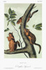 Audubon: Squirrel. /Ndouglas Squirrel (Tamiasciurus Douglasii). Lithograph, C1849, After A Painting By John James Audubon For His 'Viviparous Quadrupeds Of North America.' Poster Print by Granger Collection - Item # VARGRC0352857