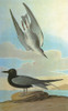 Audubon: Tern. /Nblack Tern (Chlidonias Niger). Engraving After John James Audubon For His 'Birds Of America,' 1827-38. Poster Print by Granger Collection - Item # VARGRC0350510