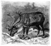 Reindeer /N(Caribou). Wood Engraving, 19Th Century. Poster Print by Granger Collection - Item # VARGRC0067429