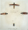 Fireflies & Gadfly, 1585. /Npyrophorus Noctilus: Watercolor, C1585, By John White. Poster Print by Granger Collection - Item # VARGRC0043728