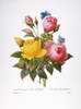 Redoute: Roses, 1833. /Nyellow Rose (Rosa Lutea Maxima) And China Rose (Rosa Chinensis): Engraving After A Painting By Pierre-Joseph Redoute For His Choix Des Plus Belles Fleurs, Paris, 1833. Poster Print by Granger Collection - Item # VARGRC0034804