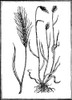 Botany: Rye, 1579. /Nsecale Cereale. Woodcut From Pietro Andrea Mattioli'S 'Commentaires,' Lyon, France, 1579. Poster Print by Granger Collection - Item # VARGRC0076472