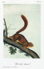 Audubon: Squirrel. /Nwestern Fox Squirrel (Sciurus Niger Rufiventer). Lithograph, C1851, After A Painting By John James Audubon For His 'Viviparous Quadrupeds Of North America.' Poster Print by Granger Collection - Item # VARGRC0352908