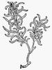 Botany: Rosemary, 1485. /Nrosmarinus Officinalis. Woodcut From Peter Sch_Ffer'S 'Hortus Sanitatis.' Poster Print by Granger Collection - Item # VARGRC0028879