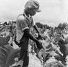 Sharecropper, 1939. /Nthe Son Of An African American Sharecropper At Work In A Tobacco Field In Wake County, North Carolina. Photograph By Dorothea Lange, July 1939. Poster Print by Granger Collection - Item # VARGRC0123764