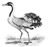 Crane. Poster Print by Granger Collection - Item # VARGRC0082401