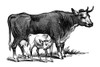 Cows, 19Th Century. /Nmetal Typefounder'S Cut By The United States Type Foundry, James Conner'S Sons, New York, Mid Or Late 19Th Century. Poster Print by Granger Collection - Item # VARGRC0266882