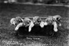 Baby Lions, C1900. /Nlions At Gay'S Lion Farm, El Monte, California. Photographed C1900. Poster Print by Granger Collection - Item # VARGRC0100904