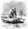 Canada: Seal Hunting, 1867. /Nskinning And Taking Out The Blubber Of The Seal. Wood Engraving, American, 1861. Poster Print by Granger Collection - Item # VARGRC0096258