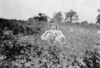 Child Labor, 1909. /Na Nine Year Old Berry Picker On Rock Creek Farm Near Baltimore, Maryland. Photograph By Lewis Hine, July 1909. Poster Print by Granger Collection - Item # VARGRC0106514