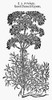 Botany: Fennel, 1597. /N'Small' Giant Fennel (Ferula Ferulago). Woodcut From John Gerard'S 'Herball.' Poster Print by Granger Collection - Item # VARGRC0034763