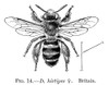 Insects: Bees. /Nfemale Bee (D. Hirtipes). Poster Print by Granger Collection - Item # VARGRC0074321