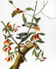 Audubon: Woodpecker. /Ndowny Woodpecker (Picoides Pubescens). Engraving From John James Audubon'S 'The Birds Of America,' 1827-1838. Poster Print by Granger Collection - Item # VARGRC0011312
