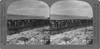 World War I: Prisoners. /Ngerman Prisoners Of War, Near Belleau, France. Stereograph, 1914-1918. Poster Print by Granger Collection - Item # VARGRC0325722