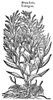 Tarragon. /N(Artemisia Dracunculus): Woodcut From John Gerard'S "Herball", 1597. Poster Print by Granger Collection - Item # VARGRC0076045