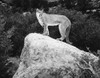 Cougar. /Nphotographed 20Th Century. Poster Print by Granger Collection - Item # VARGRC0100988