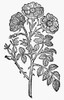 Botany: Double Wild Rose. /Nwoodcut From Matthaeus Lobelius' 'Plantarum,' 1581. Poster Print by Granger Collection - Item # VARGRC0056884
