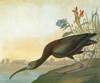 Audubon: Ibis. /Nglossy Ibis (Plegadis Falcinellus). Engraving After John James Audubon For His 'Birds Of America,' 1827-38. Poster Print by Granger Collection - Item # VARGRC0325155