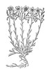 Flax, 1597. /Nwoodcut, From John Gerard'S Herball. Poster Print by Granger Collection - Item # VARGRC0081952 Flax, 1597. /Nwoodcut, From John Gerard'S Herball. Poster Print by Granger Collection - Item # VARGRC0081952