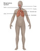 Respiratory System in Female Anatomy Poster Print by Gwen Shockey/Science Source - Item # VARSCIJA8020