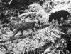 Jaguars. /Ntwo Jaguars In The Amazon Jungle, Including One 'Black Panther' Variety (Melanistic). Photographed 20Th Century. Poster Print by Granger Collection - Item # VARGRC0100979