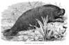 Manatee. /N(Manatus Australis). Line Engraving, Late 19Th Century. Poster Print by Granger Collection - Item # VARGRC0033897