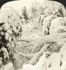 Canada: Winter Scene, 1901. /Nwinter Scene At Queen Victoria Park, Niagara Falls, Ontario, Canada. Stereograph, 1901. Poster Print by Granger Collection - Item # VARGRC0350207