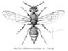 Wasp. /Nwasp (Odynerus Antilope). Poster Print by Granger Collection - Item # VARGRC0066886