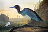 Audubon: Little Blue Heron. /Nlittle Blue Heron (Florida Caerulea, Or Egretta Caerulea), After John James Audubon For His 'Birds Of America,' 1827-38. Poster Print by Granger Collection - Item # VARGRC0087784