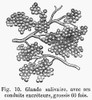 Human Salivary Gland. /Nenlarged 60 Times. Line Engraving, French, 19Th Century. Poster Print by Granger Collection - Item # VARGRC0077002