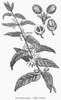 Coffee Tree, 19Th Century. /Nbranch Of A Coffee Tree (Coffea Arabica) With Coffee Beans. Wood Engraving, 19Th Century. Poster Print by Granger Collection - Item # VARGRC0077296