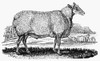 Sheep, C1800. /Nthe Wedder Of Mr. Culley'S Breed. Wood Engraving, C1800, By Thomas Bewick. Poster Print by Granger Collection - Item # VARGRC0079654