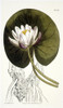 Cup-Flowered Water Lily /N(Nymphea Nitida): Engraving, 1811, For Curtis'S Botanical Magazine. Poster Print by Granger Collection - Item # VARGRC0057340