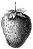 Botany: Strawberry. /Nline Engraving. Poster Print by Granger Collection - Item # VARGRC0076399