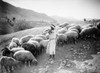 Jordan Valley: Shepherd. /Na Young Shepherd Plays A Flute To His Flock. Photograph, C1928. Poster Print by Granger Collection - Item # VARGRC0131032