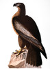 Audubon: Eagle. /N[Immature] Bald Eagle (Haliaeetus Leucocephalus), From John James Audubon'S 'The Birds Of America', 1827-1838. Poster Print by Granger Collection - Item # VARGRC0030264