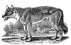 Wolf. /Nwood Engraving, Early 19Th Century, By Thomas Bewick. Poster Print by Granger Collection - Item # VARGRC0011968