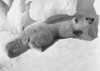 Polar Bear Cub. /Nphotographed 20Th Century. Poster Print by Granger Collection - Item # VARGRC0100620