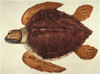 Loggerhead Turtle, 1585. /Ncaretta Caretta Caretta: Watercolor, C1585, By John White. Poster Print by Granger Collection - Item # VARGRC0011536