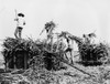 Hawaii: Sugar Cane, C1917. /Nworkers Harvesting Sugar Cane And Loading It Onto Carts On A Plantation In Hawaii. Photograph, C1917. Poster Print by Granger Collection - Item # VARGRC0118193