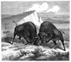 Buffalo, 19Th Century./Namerican Wood Engraving, 19Th Century. Poster Print by Granger Collection - Item # VARGRC0015860