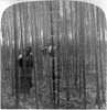 China: Bamboo, C1900. /Nthe Cultivation Of Bamboo On A Plantation At Nanking, China. Stereograph, C1900. Poster Print by Granger Collection - Item # VARGRC0113524
