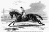 Race Horse, 1857. /N'Lord Zetland'S "Vedette," The Winner Of The Two Thousand Guineas Stakes At Newmarket.' Wood Engraving, English, 1857. Poster Print by Granger Collection - Item # VARGRC0080117