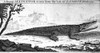 Alligator. /Ncopper Engraving, English, 1752, After A Drawing Of 1739. Poster Print by Granger Collection - Item # VARGRC0033290