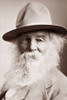 Walt Whitman (1819-1892). /Namerican Poet: Original Cabinet Photograph By Napoleon Sarony. Poster Print by Granger Collection - Item # VARGRC0029905