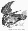 Hawk Owl, 1877. /Nsurnia Ulula. Line Engraving, 1877. Poster Print by Granger Collection - Item # VARGRC0100428